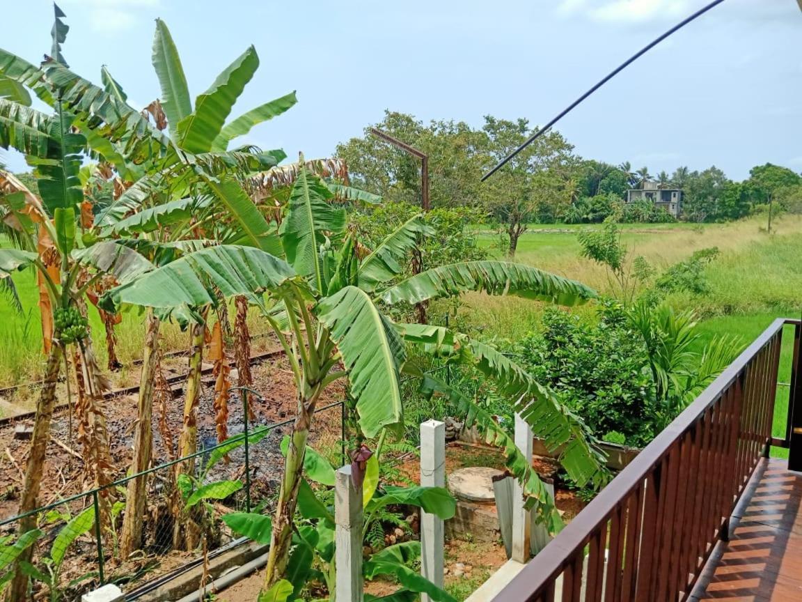 Freedom Of Green Rice View Anuradhapura Dış mekan fotoğraf